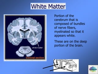 White Matter
Portion of the
cerebrum that is
composed of bundles
of nerve fibers,
myelinated so that it
appears white.
These are on the deep
portion of the brain.
Cerebrum
 
