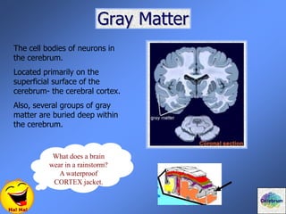 Gray Matter
The cell bodies of neurons in
the cerebrum.
Located primarily on the
superficial surface of the
cerebrum- the cerebral cortex.
Also, several groups of gray
matter are buried deep within
the cerebrum.
Ha! Ha!
What does a brain
wear in a rainstorm?
A waterproof
CORTEX jacket.
Cerebrum
 