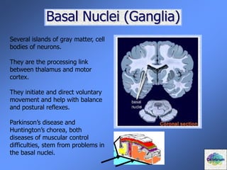 Basal Nuclei (Ganglia)
Several islands of gray matter, cell
bodies of neurons.
They are the processing link
between thalamus and motor
cortex.
They initiate and direct voluntary
movement and help with balance
and postural reflexes.
Parkinson’s disease and
Huntington’s chorea, both
diseases of muscular control
difficulties, stem from problems in
the basal nuclei.
Cerebrum
 