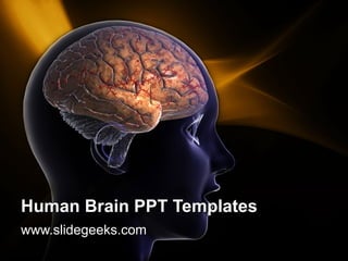 Human Brain PPT Templates www.slidegeeks.com 
