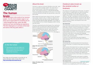 types of brain also classified into sub types which is easy to ...