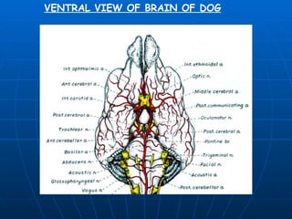 VENTRAL VIEW OF BRAIN OF DOG 