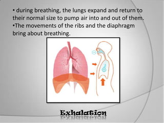 Human breathing 2.1 | PPTX
