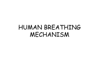HUMAN BREATHING
MECHANISM
 