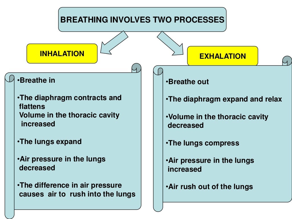 Human breathing mechanism 1 ppt