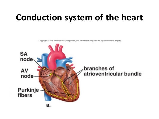 Human cardiovascular system