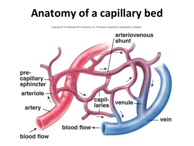 Human cardiovascular system