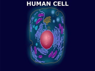 HUMAN CELL
 