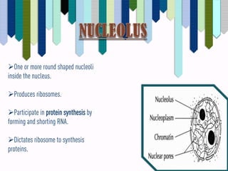 Nucleoli Rim HUMAN CELL ANATOMY | PDF