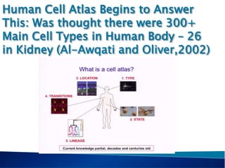 Human Cell Atlast Methods Ishita Moghe Kim Solez Human cell atlas project and what you can do to ...
