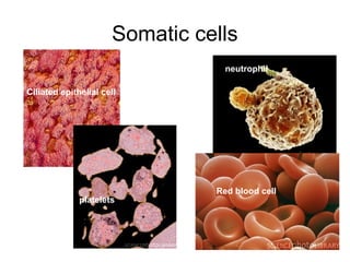 Somatic cells
Ciliated epithelial cell
Red blood cell
platelets
neutrophil
 