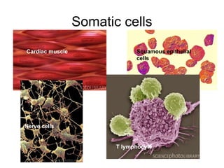 Somatic cells
Cardiac muscle
Nerve cells
Squamous epithelial
cells
T lymphocyte
 