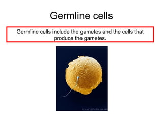 Germline cells
Germline cells include the gametes and the cells that
produce the gametes.
 