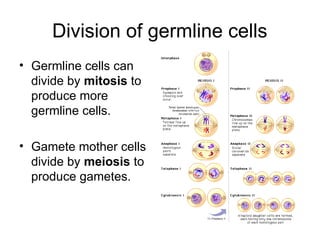 Division of germline cells
• Germline cells can
divide by mitosis to
produce more
germline cells.
• Gamete mother cells
divide by meiosis to
produce gametes.
 