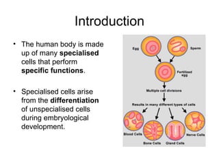 Introduction
• The human body is made
up of many specialised
cells that perform
specific functions.
• Specialised cells arise
from the differentiation
of unspecialised cells
during embryological
development.
 