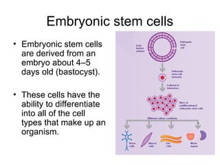 Embryonic stem cells
• Embryonic stem cells
are derived from an
embryo about 4–5
days old (bastocyst).
• These cells have the
ability to differentiate
into all of the cell
types that make up an
organism.
 