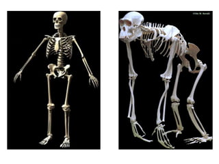 Human chimp skeleton