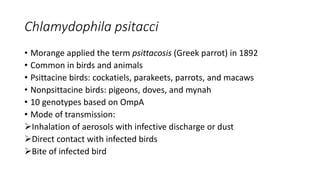 Chlamydophila psitacci
• Morange applied the term psittacosis (Greek parrot) in 1892
• Common in birds and animals
• Psittacine birds: cockatiels, parakeets, parrots, and macaws
• Nonpsittacine birds: pigeons, doves, and mynah
• 10 genotypes based on OmpA
• Mode of transmission:
Inhalation of aerosols with infective discharge or dust
Direct contact with infected birds
Bite of infected bird
 