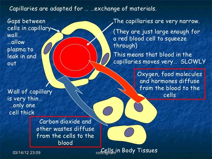 How has the red blood cell adapted?