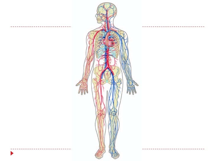 Human Circulatory System