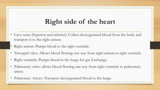 Right side of the heart
• Cava veins (Superior and inferior): Collect deoxygenated blood from the body and
transport it to the right atrium.
• Right atrium: Pumps blood to the right ventricle.
• Tricuspid valve: Allows blood flowing one way from right atrium to right ventricle.
• Right ventricle: Pumps blood to the lungs for gas Exchange.
• Pulmonary valve: allows blood flowing one way from right ventricle to pulmonary
artery.
• Pulmonary Artery: Transport deoxygenated blood to the lungs.
 