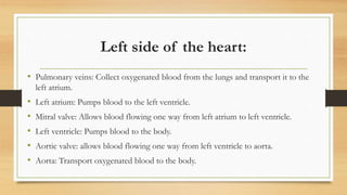 Left side of the heart:
• Pulmonary veins: Collect oxygenated blood from the lungs and transport it to the
left atrium.
• Left atrium: Pumps blood to the left ventricle.
• Mitral valve: Allows blood flowing one way from left atrium to left ventricle.
• Left ventricle: Pumps blood to the body.
• Aortic valve: allows blood flowing one way from left ventricle to aorta.
• Aorta: Transport oxygenated blood to the body.
 