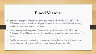 Blood Vessels:
• Arteries: Transport oxygenated from the heart to the body. EXCEPTION:
Pulmonary artery. Its walls are bigger than veins and are made of endotelium,
smooth muscles and connective tissue.
• Veins: Transport deoxyganted from the body to the heart. EXCEPTION:
Pulmonary Vein. They are made of endotelium, smooth muscles and connective
tissue.
• Capillaries: Are the connection between arteries and veins, it size is similar to a
human hair and allow gass and nutrients exhange directly to cells.
 