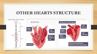 OTHER HEARTS STRUCTURE
REPTILES
 