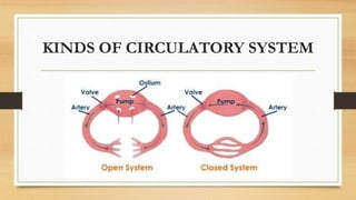 KINDS OF CIRCULATORY SYSTEM
 