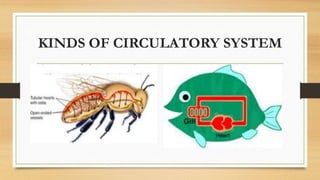 KINDS OF CIRCULATORY SYSTEM
 