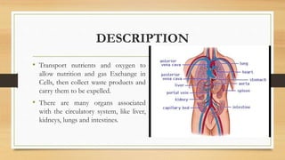 DESCRIPTION
• Transport nutrients and oxygen to
allow nutrition and gas Exchange in
Cells, then collect waste products and
carry them to be expelled.
• There are many organs associated
with the circulatory system, like liver,
kidneys, lungs and intestines.
 