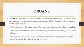 ORGANS:
• HEART: I humans, like other mammals, heart has four cavities: 2 ventricles and
two atriums. Human heart is a muscular organ made of three layer, from inner to
aouter layer, they are.
1. Endocardium: Is the inner part of the heart, that forms the four heart chambers.
2. Myocardium: Is the middle muscular layer, it provides a scaffolding for the heart
chambers
3. Pericardium: is a folded fibrous connective tissue layer that encompasses the
entire heart and the roots of the great vessels.
 
