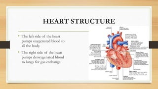 HEART STRUCTURE
• The left side of the heart
pumps oxygenated blood to
all the body.
• The right side of the heart
pumps deoxygenated blood
to lungs for gas exchange.
 