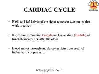 CARDIAC CYCLE
• Right and left halves of the Heart represent two pumps that
work together.
• Repetitive contraction (systole) and relaxation (diastole) of
heart chambers, one after the other.
• Blood moves through circulatory system from areas of
higher to lower pressure.
www.yogalife.co.in
 
