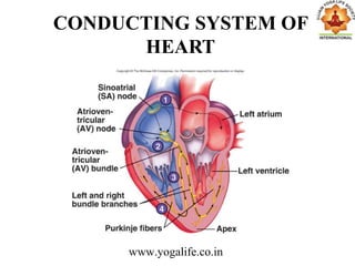 CONDUCTING SYSTEM OF
HEART
www.yogalife.co.in
 