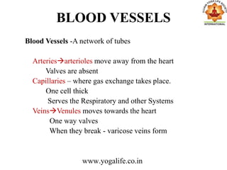 BLOOD VESSELS
Blood Vessels -A network of tubes
Arteriesarterioles move away from the heart
Valves are absent
Capillaries – where gas exchange takes place.
One cell thick
Serves the Respiratory and other Systems
VeinsVenules moves towards the heart
One way valves
When they break - varicose veins form
www.yogalife.co.in
 