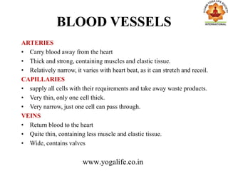 BLOOD VESSELS
ARTERIES
• Carry blood away from the heart
• Thick and strong, containing muscles and elastic tissue.
• Relatively narrow, it varies with heart beat, as it can stretch and recoil.
CAPILLARIES
• supply all cells with their requirements and take away waste products.
• Very thin, only one cell thick.
• Very narrow, just one cell can pass through.
VEINS
• Return blood to the heart
• Quite thin, containing less muscle and elastic tissue.
• Wide, contains valves
www.yogalife.co.in
 
