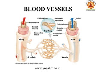 BLOOD VESSELS
www.yogalife.co.in
 