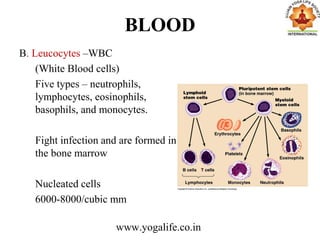 BLOOD
B. Leucocytes –WBC
(White Blood cells)
Five types – neutrophils,
lymphocytes, eosinophils,
basophils, and monocytes.
Fight infection and are formed in
the bone marrow
Nucleated cells
6000-8000/cubic mm
www.yogalife.co.in
 