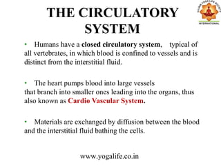 THE CIRCULATORY
SYSTEM
• Humans have a closed circulatory system, typical of
all vertebrates, in which blood is confined to vessels and is
distinct from the interstitial fluid.
• The heart pumps blood into large vessels
that branch into smaller ones leading into the organs, thus
also known as Cardio Vascular System.
• Materials are exchanged by diffusion between the blood
and the interstitial fluid bathing the cells.
www.yogalife.co.in
 