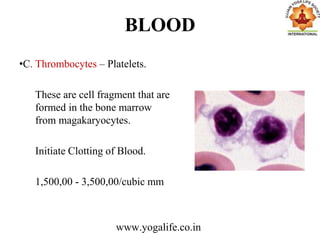 BLOOD
•C. Thrombocytes – Platelets.
These are cell fragment that are
formed in the bone marrow
from magakaryocytes.
Initiate Clotting of Blood.
1,500,00 - 3,500,00/cubic mm
www.yogalife.co.in
 