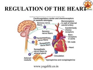 REGULATION OF THE HEART
www.yogalife.co.in
 