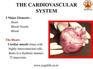 THE CARDIOVASCULAR
SYSTEM
3 Major Elements –
Heart
Blood Vessels
Blood
The Heart-
Cardiac muscle tissue with
highly interconnected cells.
Beats in a rhythmic manner,
72 times/min.
www.yogalife.co.in
 