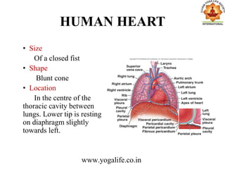 HUMAN HEART
• Size
Of a closed fist
• Shape
Blunt cone
• Location
In the centre of the
thoracic cavity between
lungs. Lower tip is resting
on diaphragm slightly
towards left.
www.yogalife.co.in
 