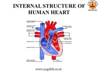 INTERNAL STRUCTURE OF
HUMAN HEART
www.yogalife.co.in
 