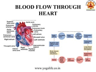 BLOOD FLOW THROUGH
HEART
www.yogalife.co.in
 