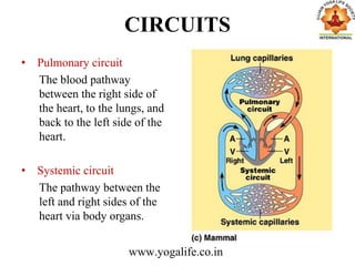 CIRCUITS
• Pulmonary circuit
The blood pathway
between the right side of
the heart, to the lungs, and
back to the left side of the
heart.
• Systemic circuit
The pathway between the
left and right sides of the
heart via body organs.
www.yogalife.co.in
 