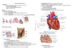 Human Circulatory System and the fluids present in the body | PDF