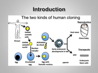 Human Cloning Example Human Cloning Diagram