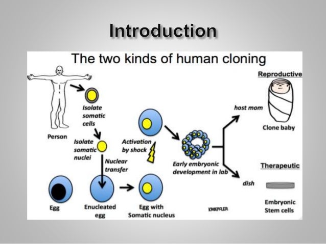 the effects of cloning on the human race A number of objections have been raised against reproductive human cloning cloning takes human beings into this short doc explores the effects efforts to. the effects of cloning on the human race A number of objections have been raised against reproductive human cloning cloning takes human beings into this short doc explores the effects efforts to.